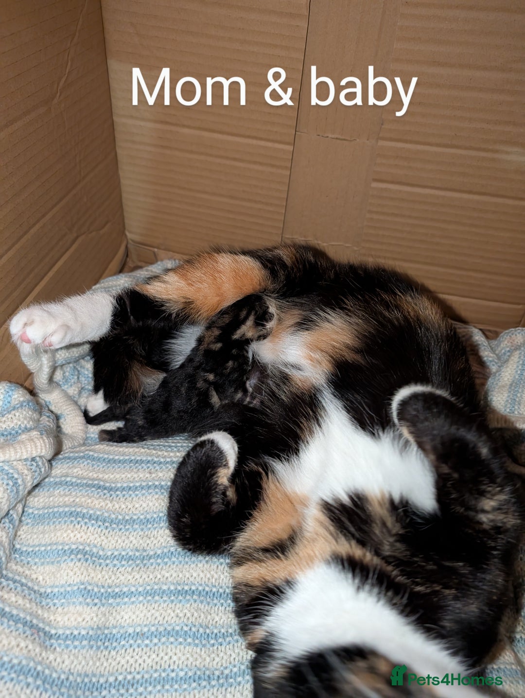 Bengal cats for sale: Male kitten Bengal X Calico  - Image 6