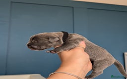 Cane Corso dogs for sale: European cane corsos  - Image 22