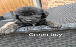 Mixed Breed dogs for sale: Golden Shepherd Puppies  - Image 9