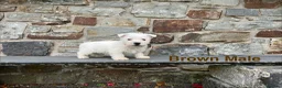 West Highland Terrier dogs for sale: Beautiful Westie Puppies  - Advert 8