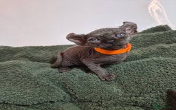 Sphynx cats for sale: Sphynx kittens  - Image 12