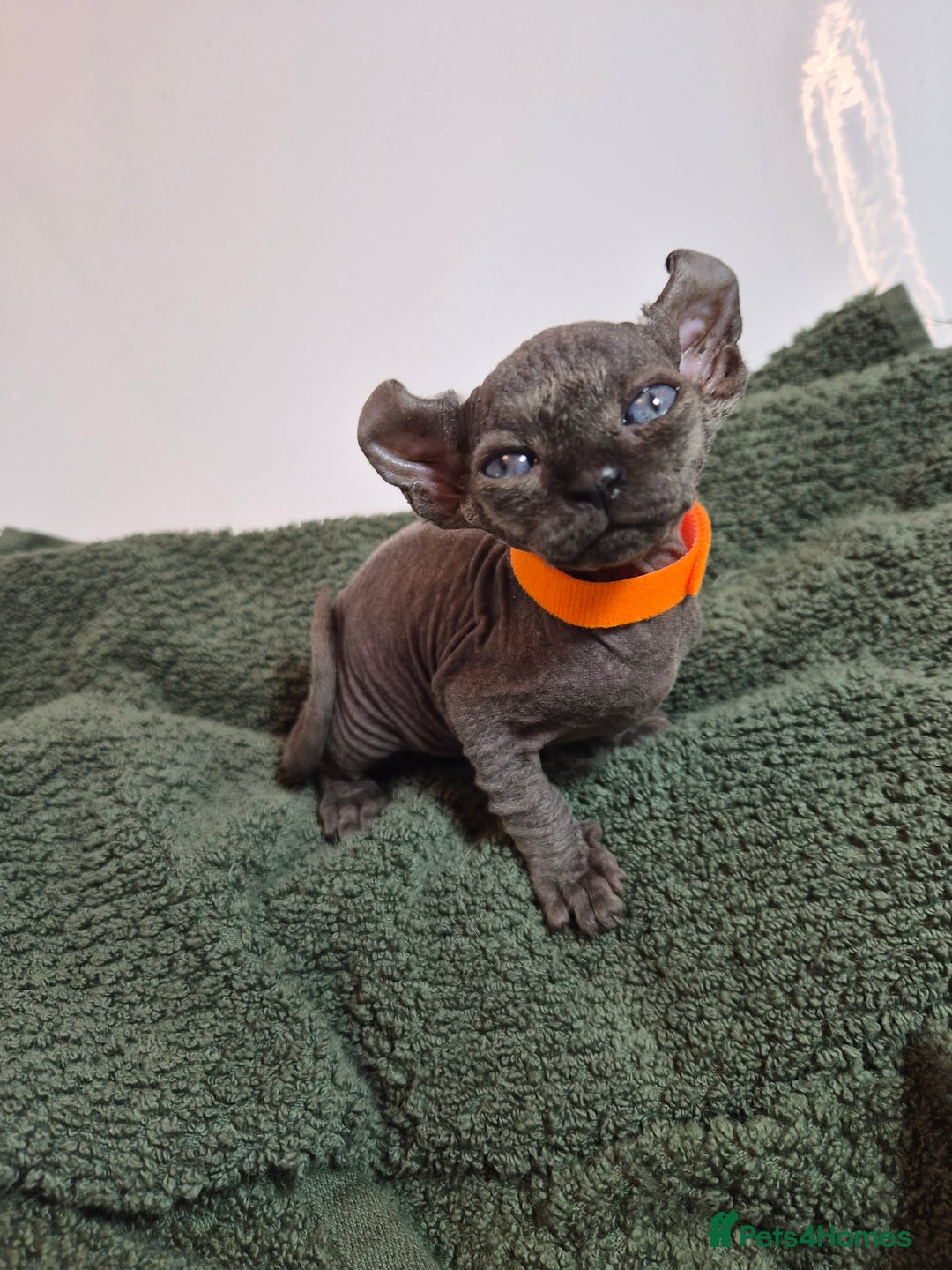 Sphynx cats for sale: Sphynx kittens  - Image 12