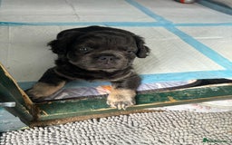 French Bulldog dogs for sale: Quality 5star🌟full visual fluffy French bulldogs  - Image 24