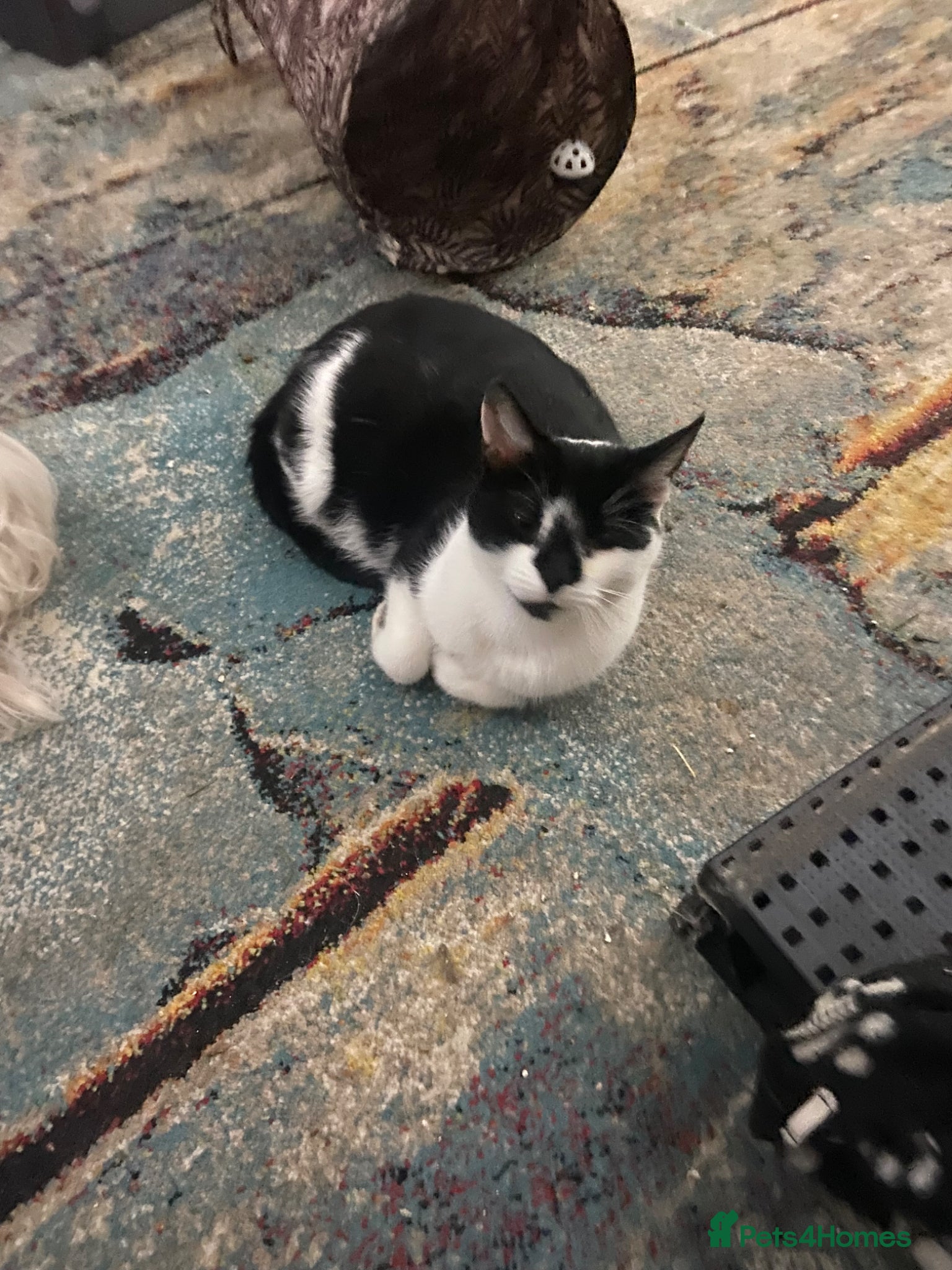 Scottish Fold cats Scottish fold cross /Mixed breed - Advert 2