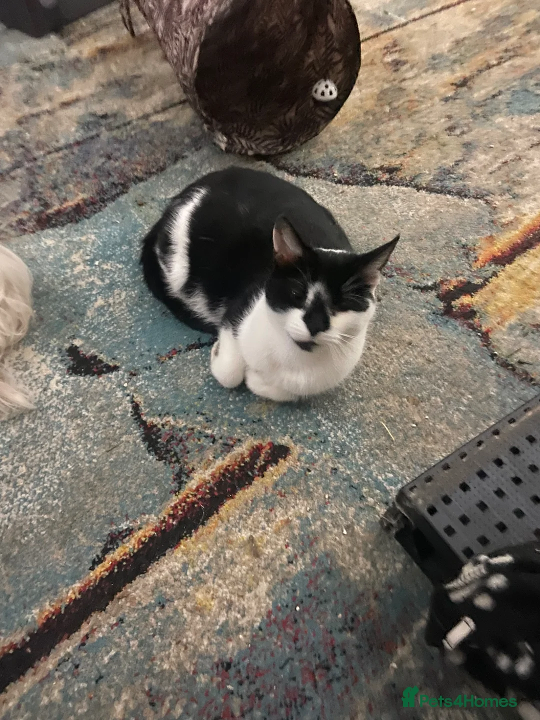 Scottish Fold cats for sale: Scottish fold cross /Mixed breed - Advert 1