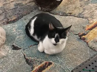 Scottish Fold cats Scottish fold cross /Mixed breed - Advert 11