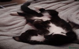 British Shorthair cats for sale: Female kitten - Image 3