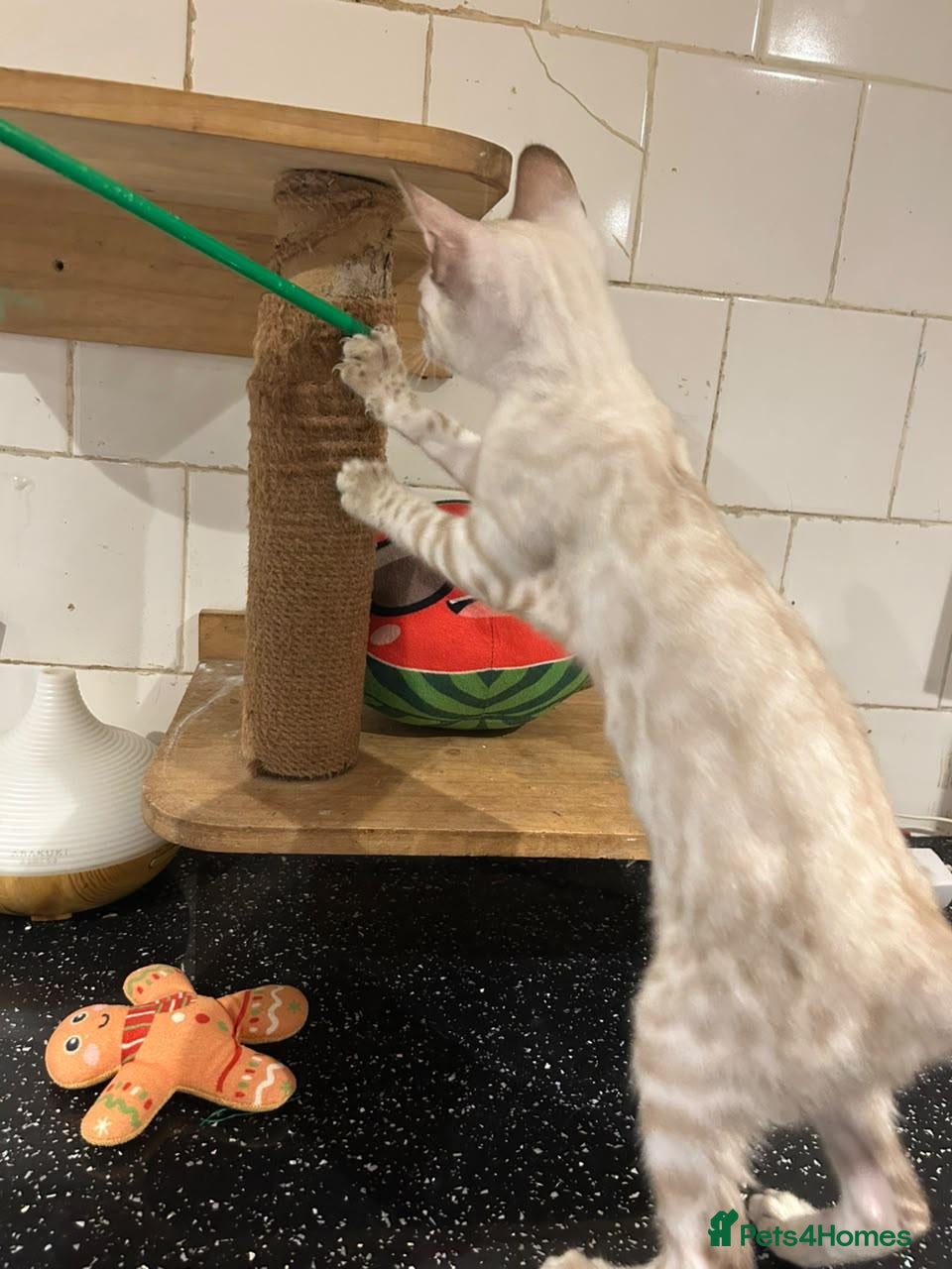 Bengal cats 🐆✨ TICA-Registered Bengals 🐆✨ - Advert 2