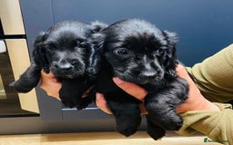 Cocker Spaniel dogs for sale: Cocker spaniel pups available  - Image 1