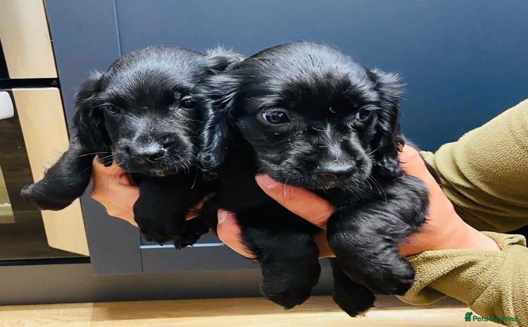 Cocker Spaniel dogs - Advert 7
