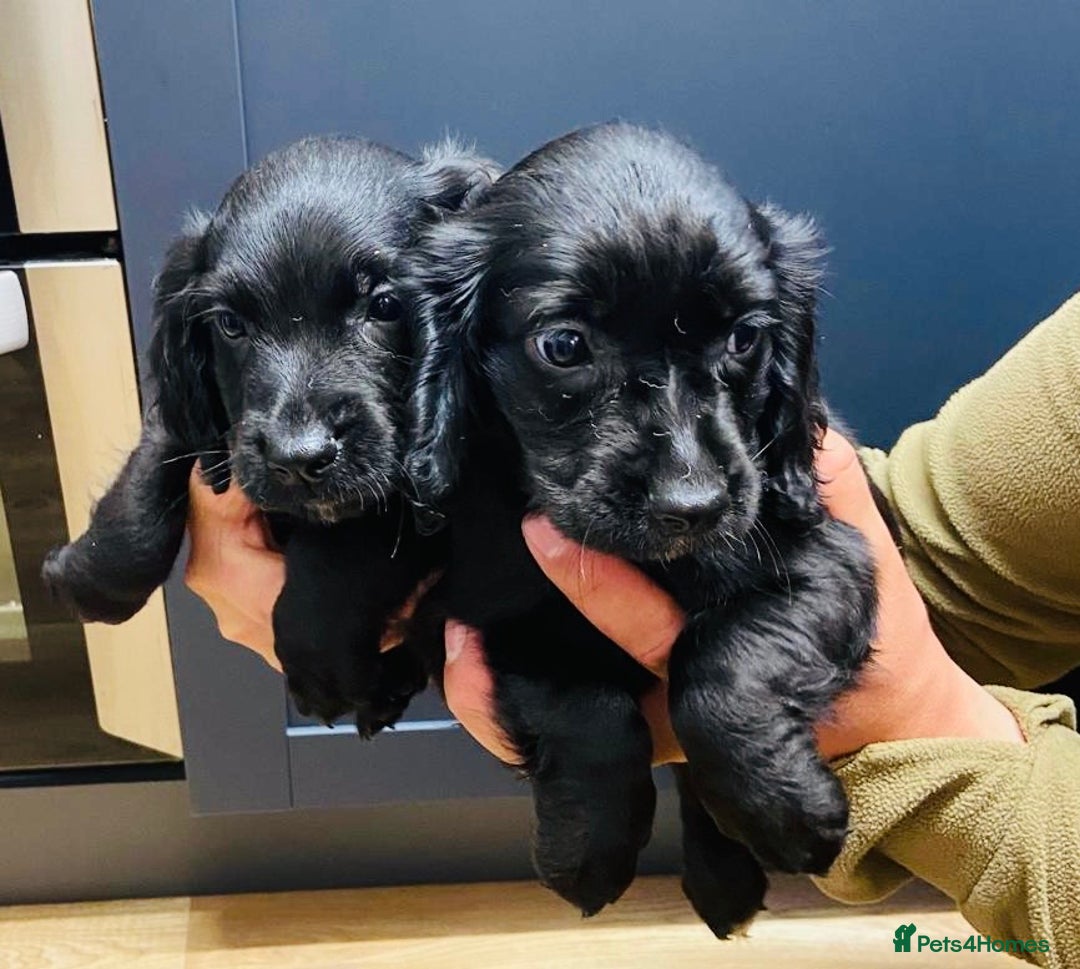 Cocker Spaniel dogs for sale: Cocker spaniel pups available  - Image 1