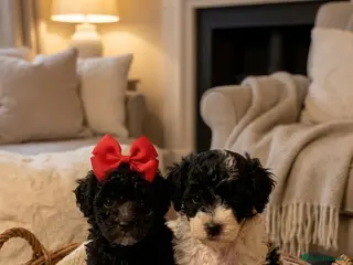 Toy Poodle dogs Precious Teacup Poodle Puppies READY SOON - Advert 4