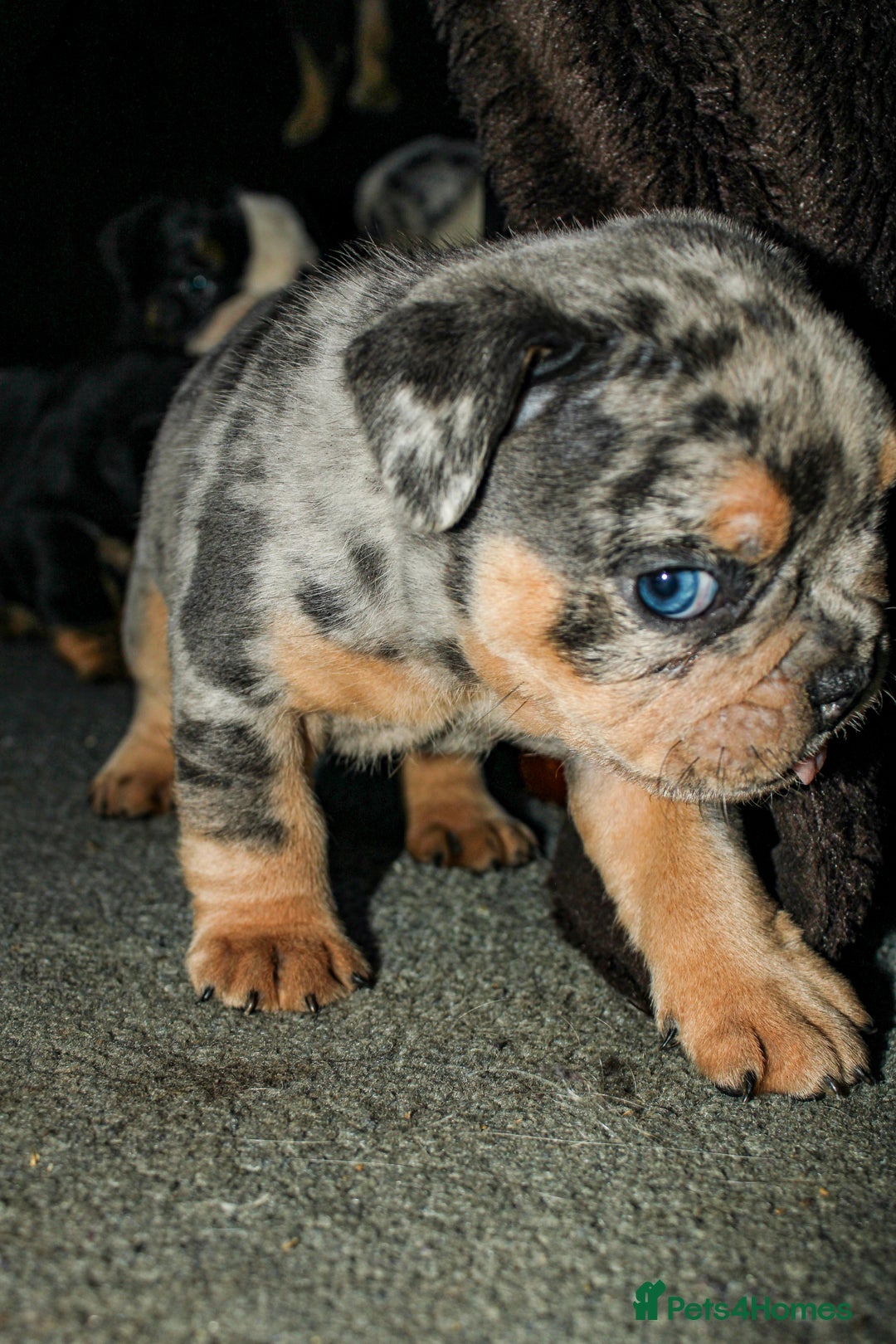 Olde English Bulldogge dogs for sale: Olde English Bulldog puppies - Image 6