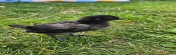 Chickens poultry for sale: Ayam Cemani Chicks  in Nuneaton - Advert 1