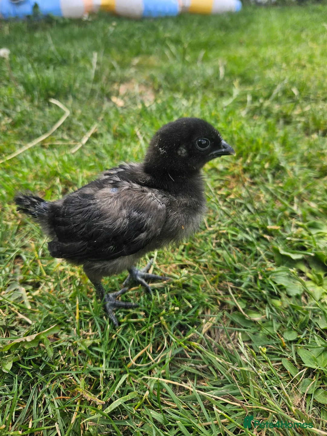 Chickens poultry for sale: Ayam Cemani Chicks  in Nuneaton - Advert 1