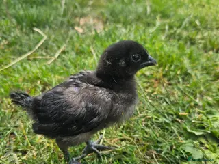 Chickens poultry Ayam Cemani Chicks - Advert 14