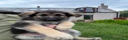 German Shepherd dogs for sale: READY NOW! Gorgeous long & med coat GSD Puppies  - Advert 8