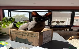 Sphynx cats for sale: Male Sphynx cat for sale 2 years old - Image 6