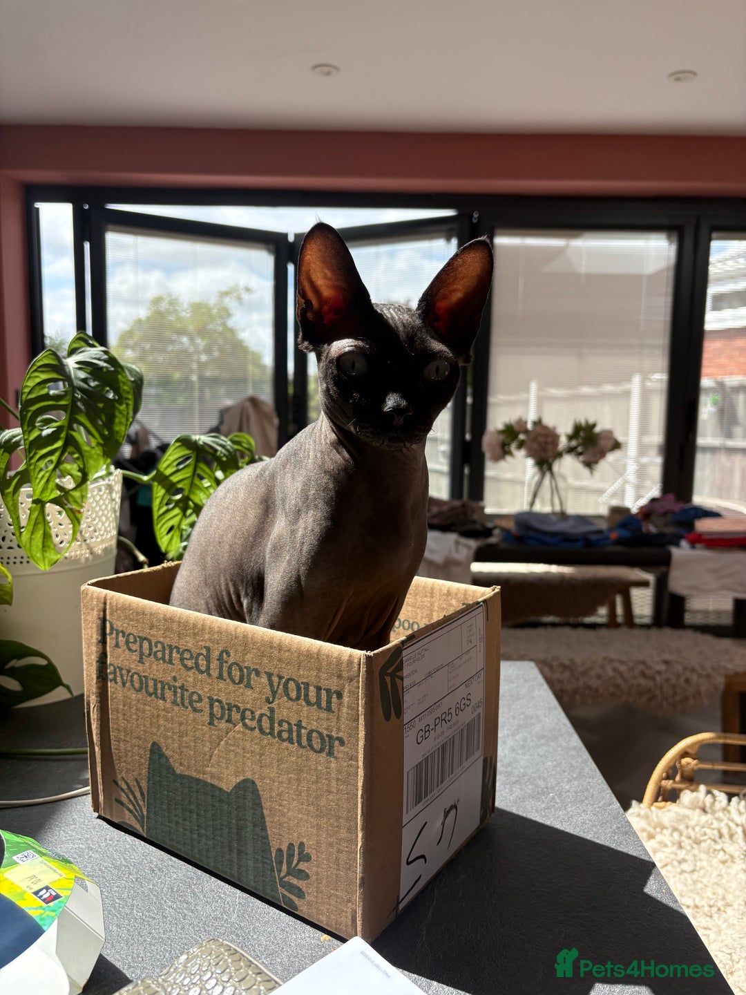 Sphynx cats for sale: Male Sphynx cat for sale 2 years old - Image 6