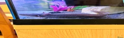 Axolotl reptiles for sale: Male axolotl 18months old in Stockbridge - Advert 3