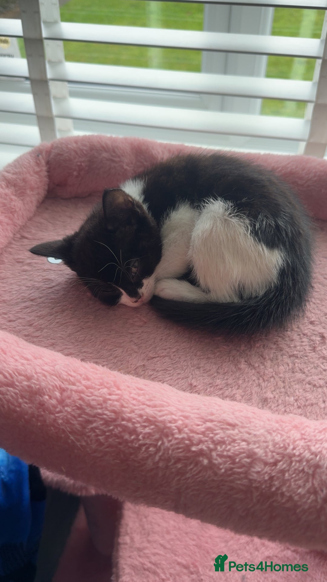 Mixed Breed cats for sale: Black & white female kitten - Image 3