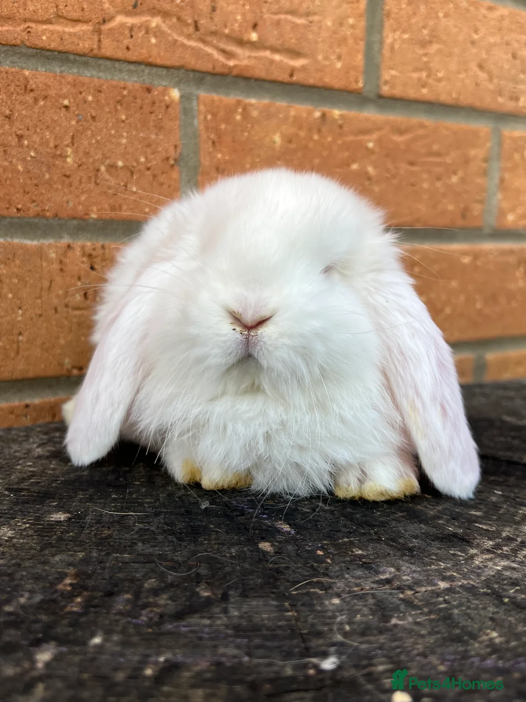 French Lop rabbits for sale: French Lops from Lincolnshire Lops - Advert 14