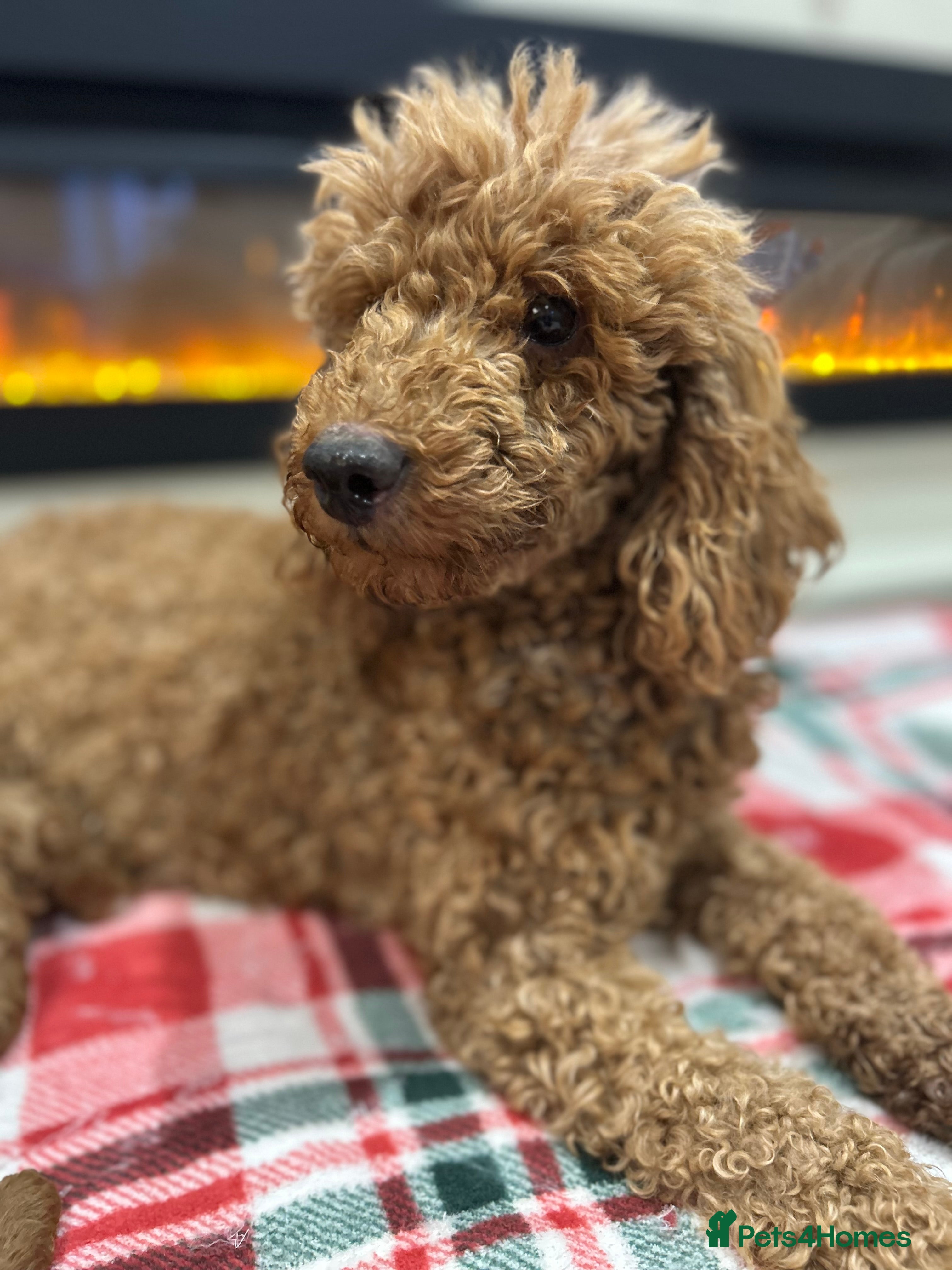 Miniature Poodle dogs 🐩Gorgeous deep red miniature poodles - Advert 13