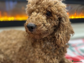 Miniature Poodle dogs 🐩Gorgeous deep red miniature poodles - Advert 1