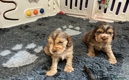 Cocker Spaniel dogs for sale: KC Reg Show Cocker Ext health tested - Image 11