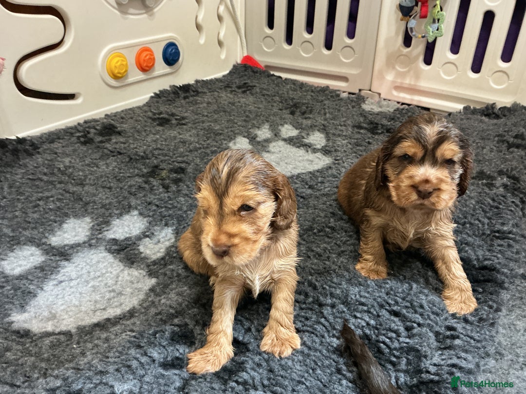 Cocker Spaniel dogs for sale: KC Reg Show Cocker Ext health tested - Image 11