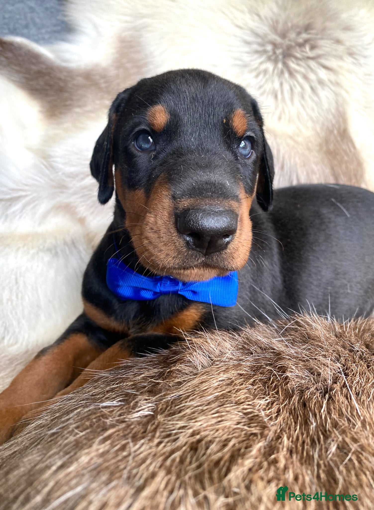 Dobermann dogs for sale: *KC REGISTERED* HEALTH TESTED DOBERMAN PUPPIES - Advert 12