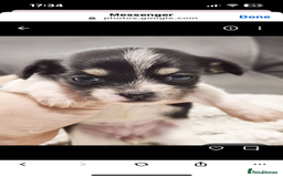Mixed Breed dogs for sale: t cup chihuahua x pooshon - Image 5