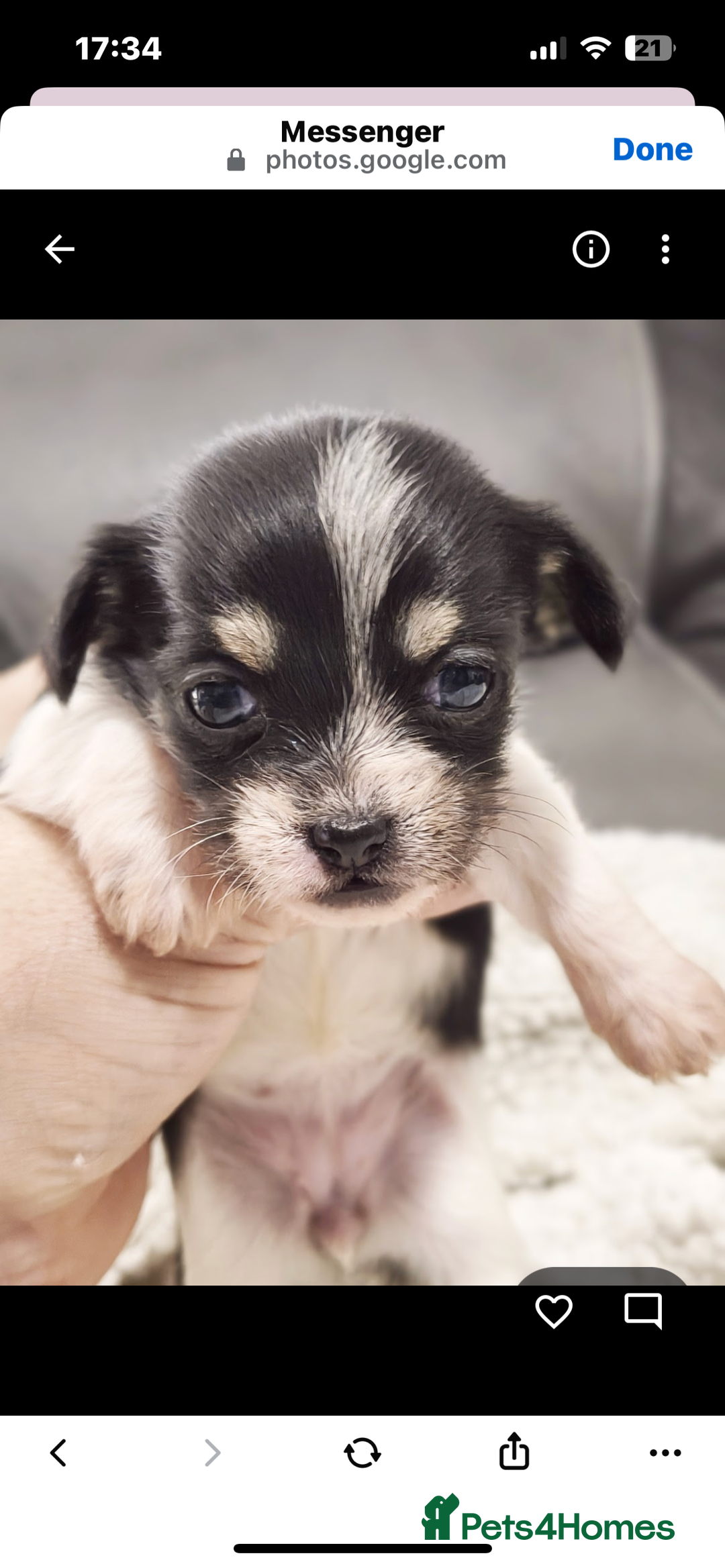 Mixed Breed dogs for sale: t cup chihuahua x pooshon - Image 5