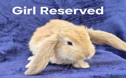French Lop rabbits for sale: Friendly french lops - Image 7