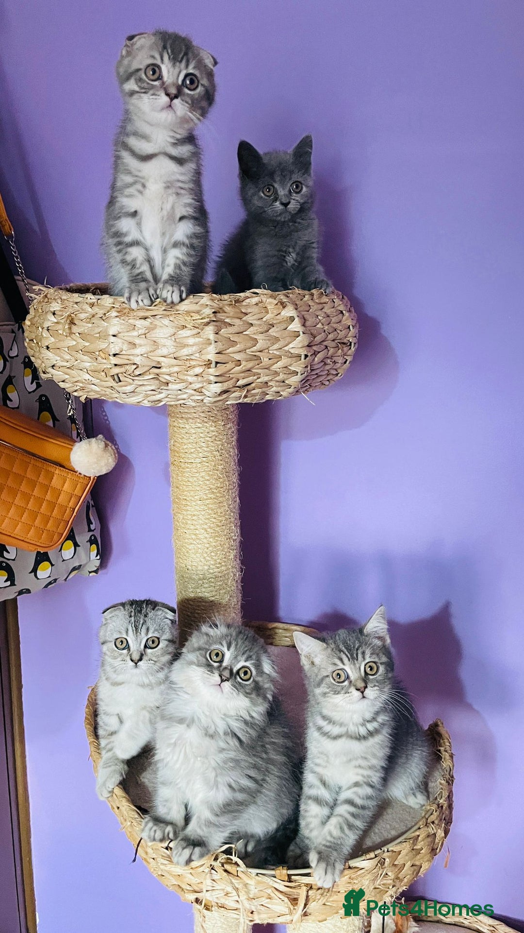 Scottish Fold cats for sale: Beautiful litter looking for new homes ❤️❤️ - Advert 10
