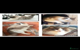 Ragdoll cats for sale: GCCF Pedigree Ragdolls Champion daddy - Image 14
