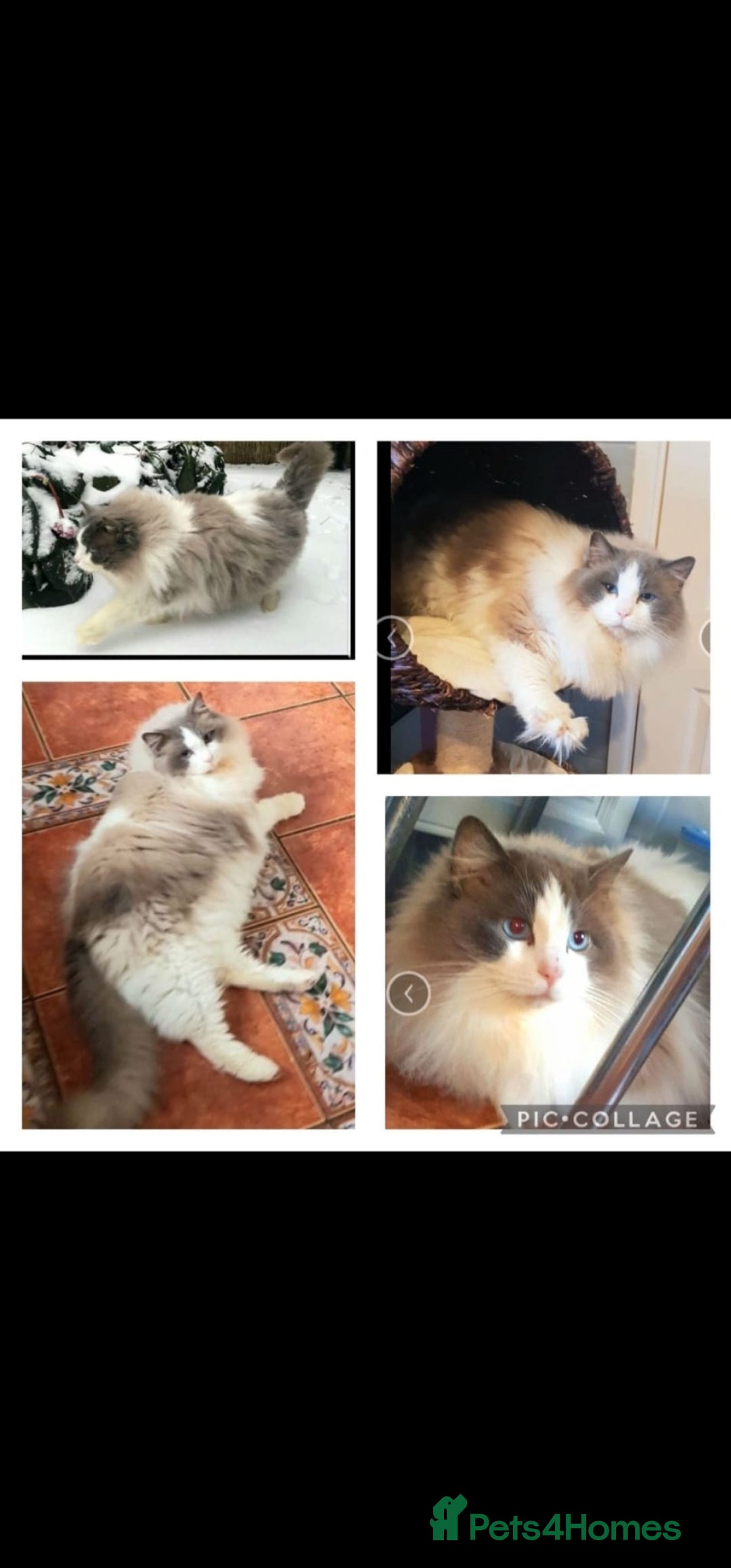 Ragdoll cats for sale: GCCF Pedigree Ragdolls Champion daddy - Image 14