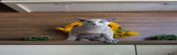 Russian Blue cats for sale: Young Russian Blues - Advert 8