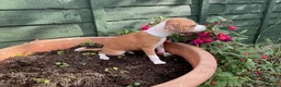 Italian Greyhound dogs for sale: Royal kennel club registered  - Advert 34