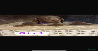 Dachshund dogs - Advert 8