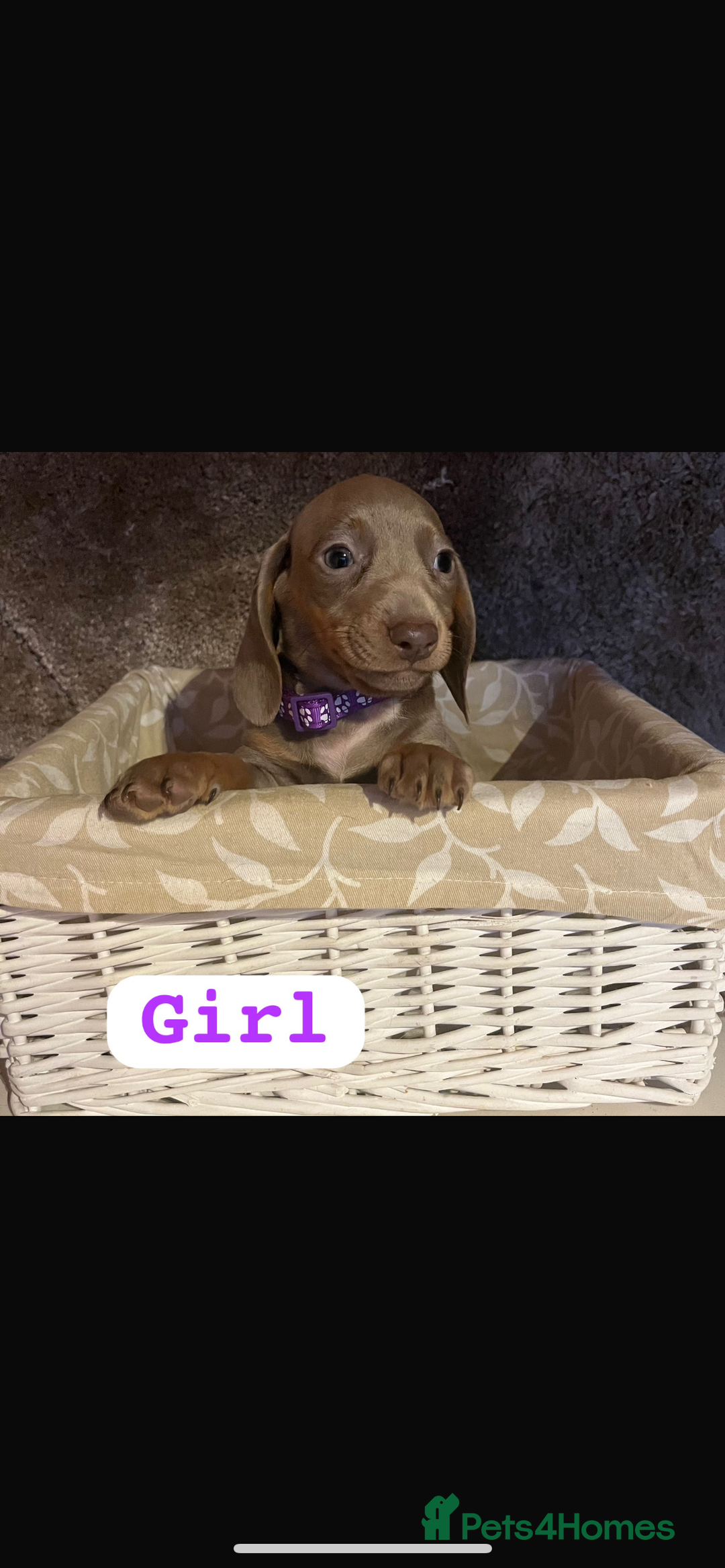 Dachshund dogs for sale: Dachshund  - Image 7