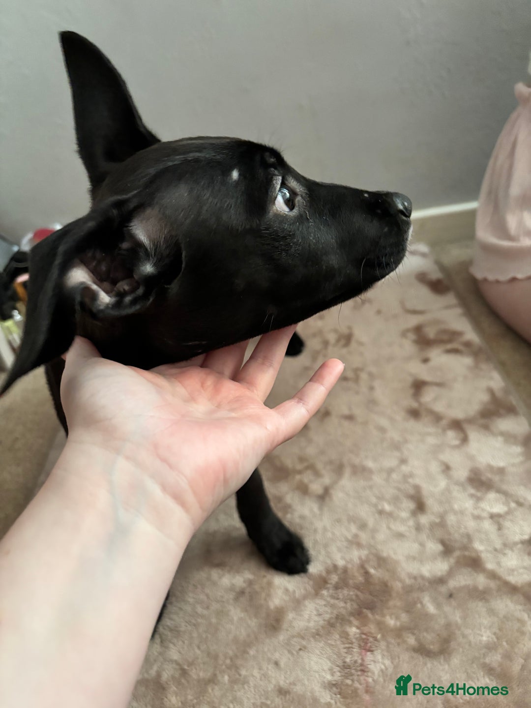 Mixed Breed dogs for sale: 3 puppies for sale - Image 2
