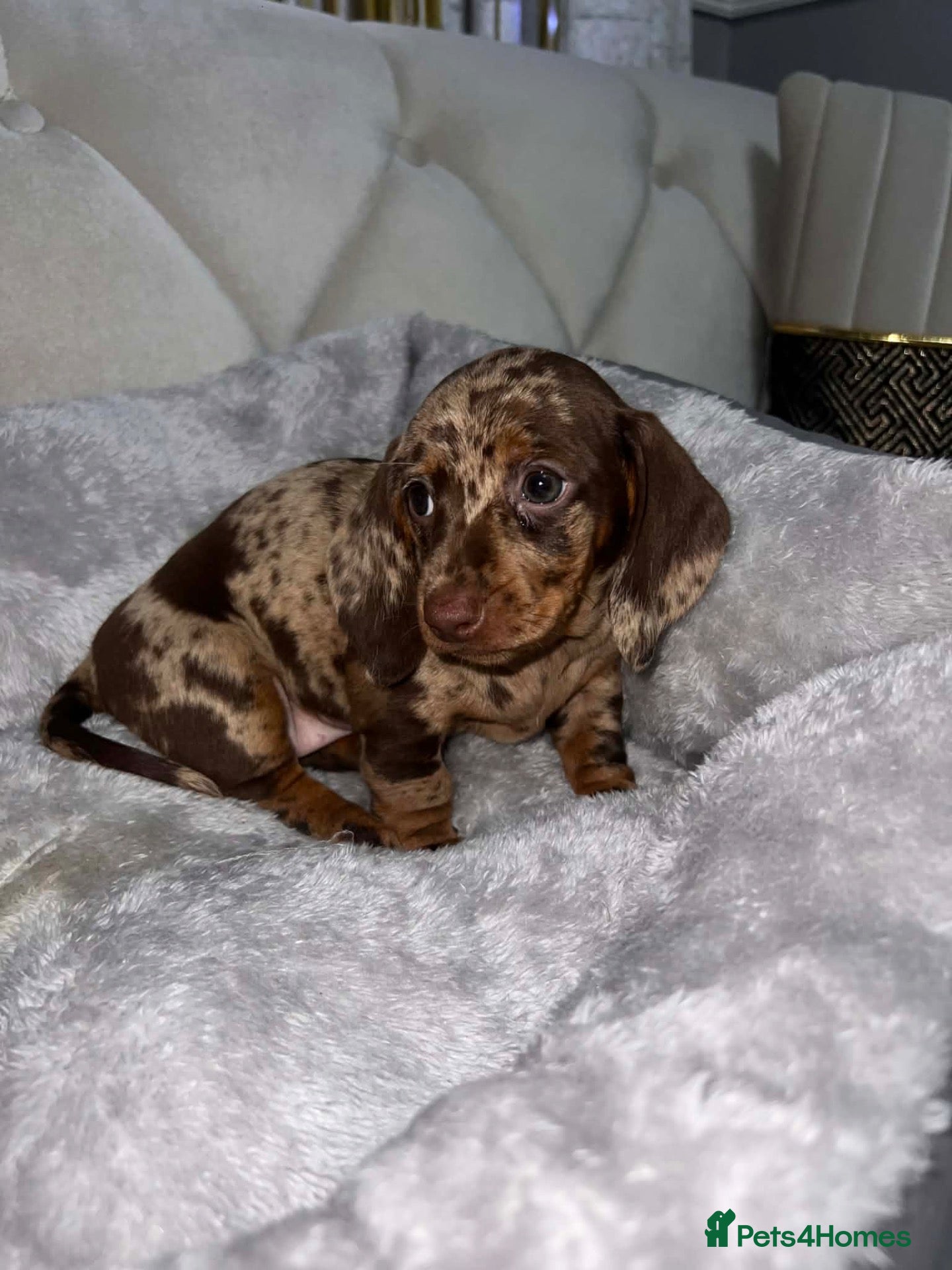 Dachshund dogs Miniature Dachshunds Puppys  - Advert 2