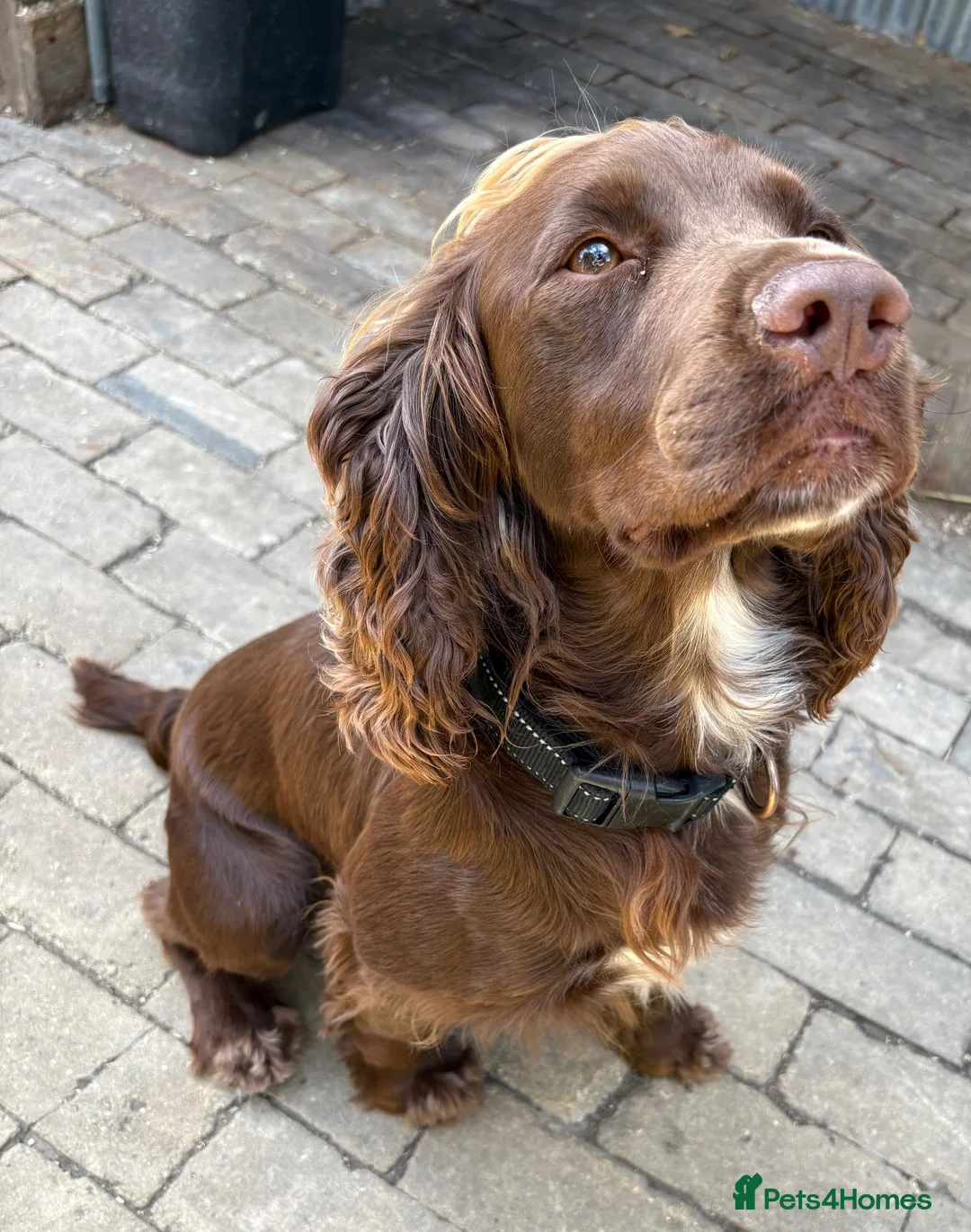 Cocker Spaniel dogs for stud: Teddy stud Dog  - Advert 2