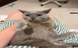 British Shorthair cats for sale: 3 months old Blue BHS kitten - Advert 4