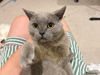 British Shorthair cats 4 months old Blue BSH kitten ready to leave now - Advert 9