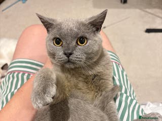 British Shorthair cats 4 months old Blue BSH kitten ready to leave now - Advert 13