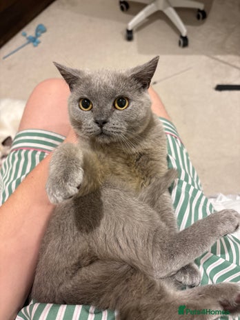 British Shorthair cats 4 months old Blue BSH kitten ready to leave now - Advert 14