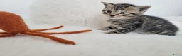 British Shorthair cats for sale: Half british shorthair/Tabby kitten - Advert 9