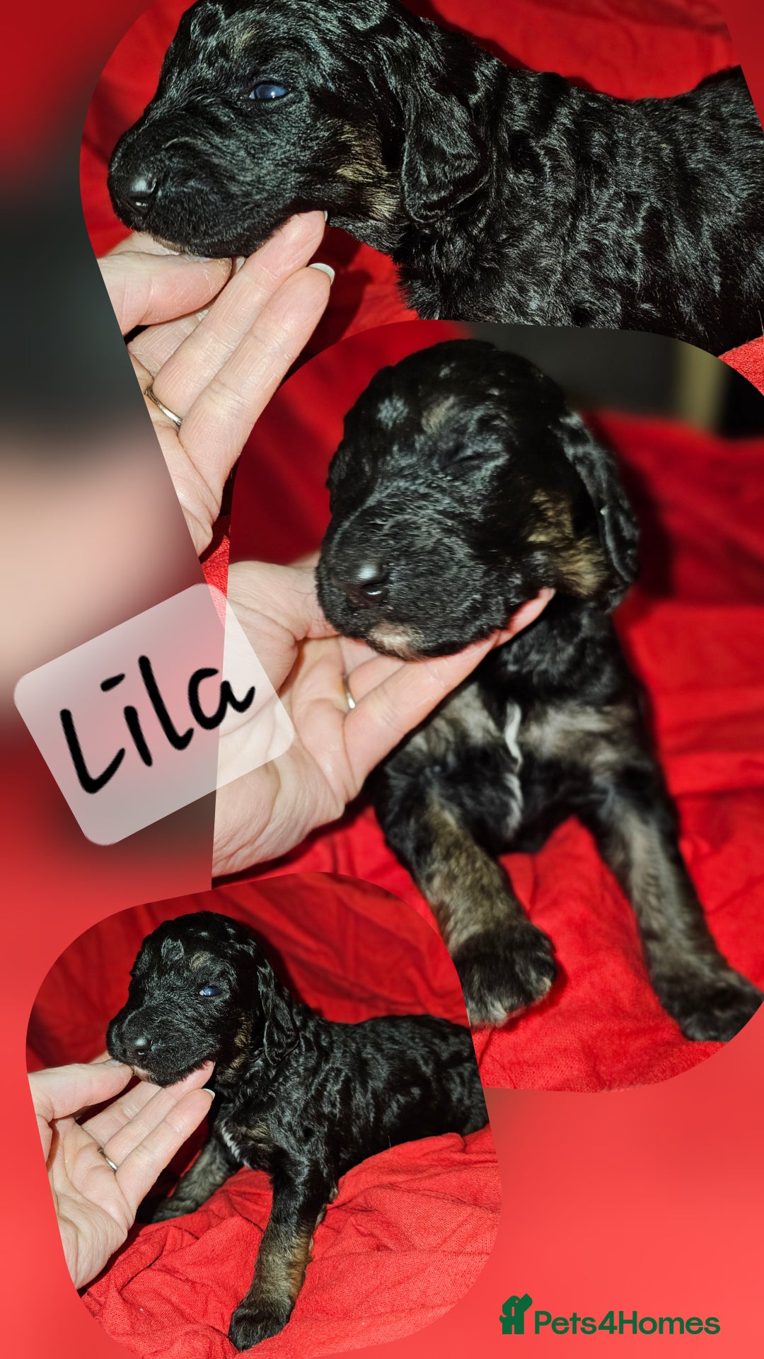 Bernedoodle dogs for sale: Exceptional Quality ❤️ Health tested  - Advert 15